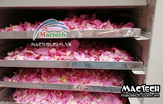 Nhiệt độ sấy cánh hoa sen bao nhiêu cho phù hợp, khô nhanh, giữ mùi