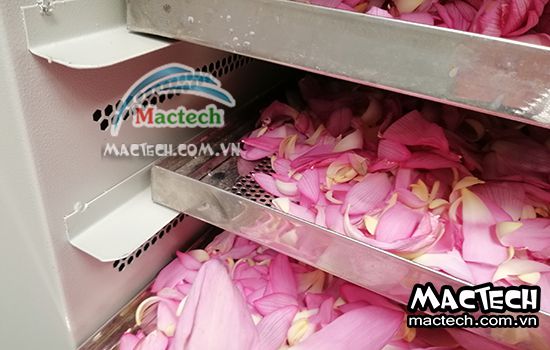 Nhiệt độ sấy cánh hoa sen bao nhiêu cho phù hợp, khô nhanh, giữ mùi