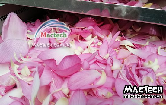 Thời gian sấy cánh hoa sen bao lâu thì khô