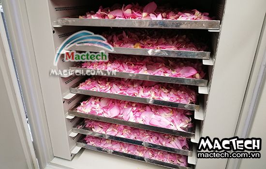 Thời gian sấy cánh hoa sen bao lâu thì khô