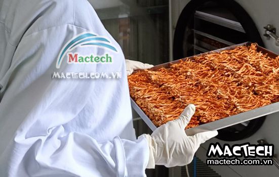 Đông trùng hạ thảo sấy thăng hoa không khô, nguyên nhân và hướng xử lý