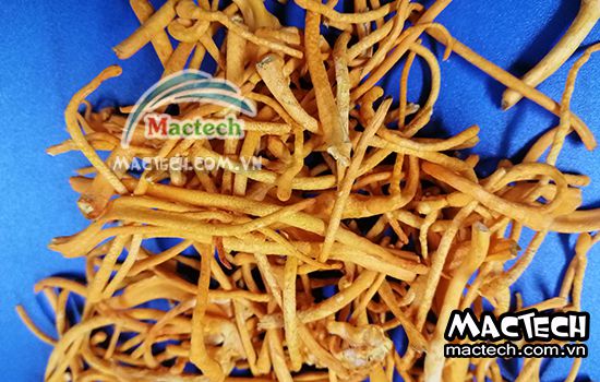 Thời gian sấy khô đông trùng hạ thảo bao lâu? Giải đáp từ Mactech