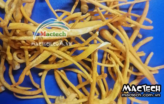 So sánh đông trùng hạ thảo sấy thăng hoa và sấy đối lưu thông thường