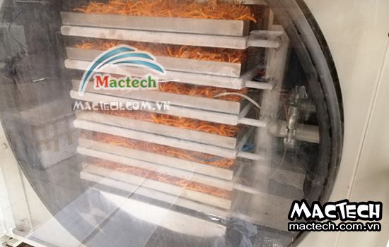 Sấy khô đông trùng hạ thảo nên dùng máy sấy nào cho phù hợp