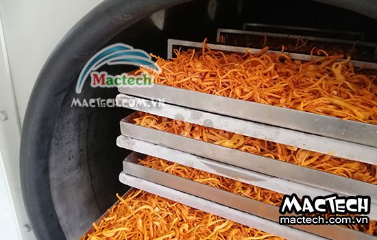 Đông trùng hạ thảo có sấy nhiệt được không, nên sấy ở nhiệt độ nào