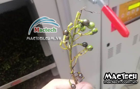 Máy sấy hạt màng tang Mactech, sấy giữ mùi thơm, giữ vị cay của hạt