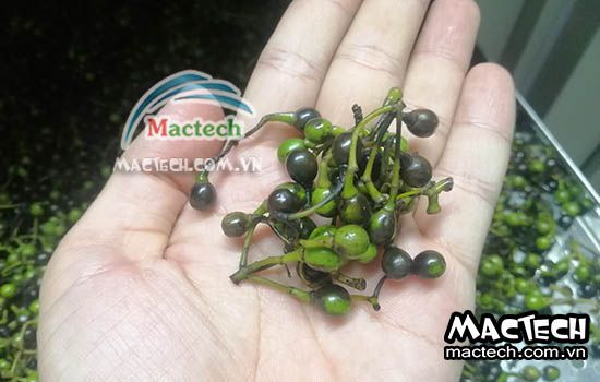 Thời gian sấy hạt màng tang sử dụng máy sấy nhiệt, sấy lạnh, thăng hoa