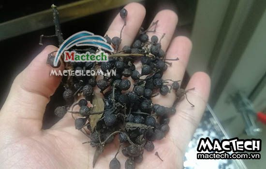 Sấy hạt màng tang nên chọn loại máy sấy nào cho phù hợp