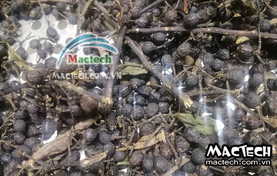 Sấy hạt màng tang nên chọn loại máy sấy nào cho phù hợp