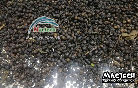 Hạt màng tang sấy lâu khô, tìm hiểu nguyên nhân và cách xử lý