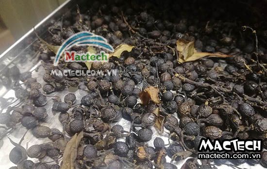 Cách sấy hạt màng tang sử dụng máy sấy Mactech