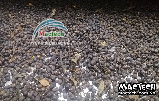 Hạt màng tang sấy lâu khô, tìm hiểu nguyên nhân và cách xử lý