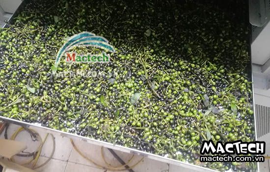 Thời gian sấy hạt màng tang sử dụng máy sấy nhiệt, sấy lạnh, thăng hoa