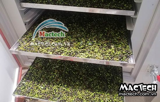 Thời gian sấy hạt màng tang sử dụng máy sấy nhiệt, sấy lạnh, thăng hoa