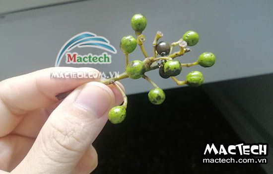 Cách sấy hạt màng tang sử dụng máy sấy Mactech