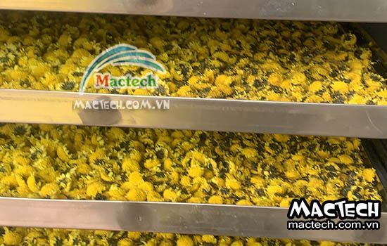 Cách sấy hoa cúc làm trà sử dụng máy sấy đa năng Mactech