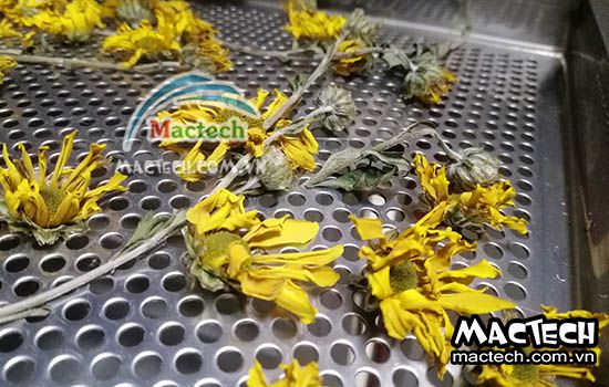 Cách sấy hoa cúc làm trà sử dụng máy sấy đa năng Mactech