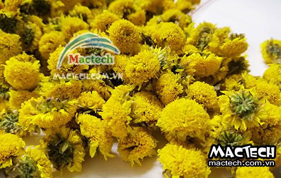 Sấy hoa cúc bằng máy sấy nhiệt có bị mất màu hay không