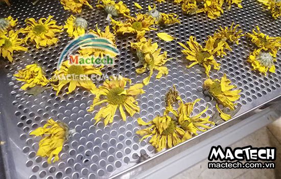 Hoa cúc sấy bị thâm đen, nguyên nhân tại sao và khắc phục thế nào