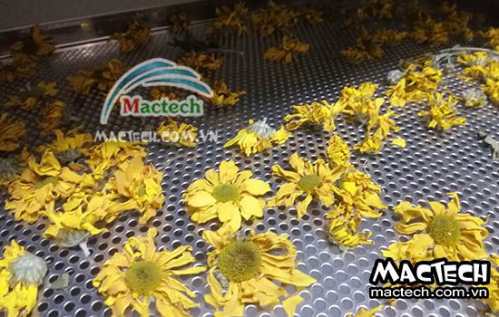 Hoa cúc sấy bị thâm đen, nguyên nhân tại sao và khắc phục thế nào