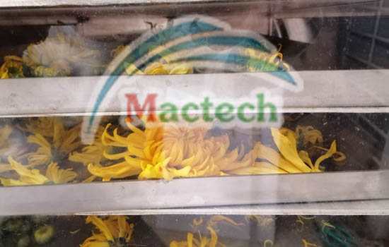 Máy sấy khô trái cây Mactech