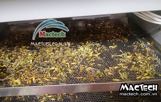 Hoa đu đủ sấy thăng hoa không khô, nguyên nhân và hướng khắc phục