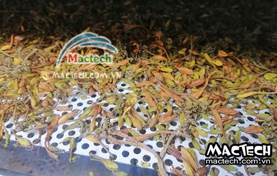 Hoa đu đủ sấy bị nhũn, không khô, hướng xử lý như thế nào