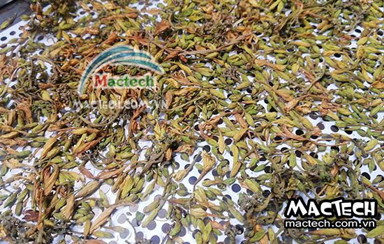 Nhiệt độ sấy khô hoa đu đủ đực phù hợp bằng máy sấy Mactech