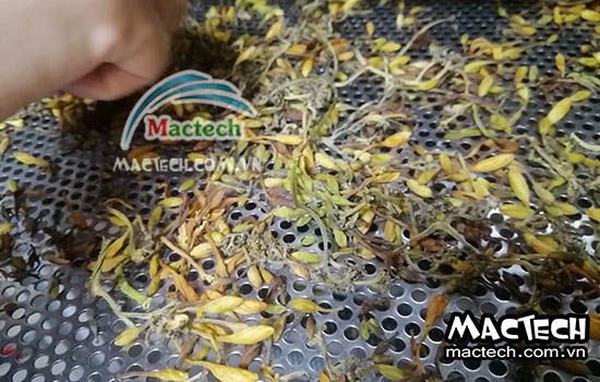 Hoa đu đủ sấy khô nên dùng máy sấy nhiệt, sấy lạnh hay sấy thăng hoa