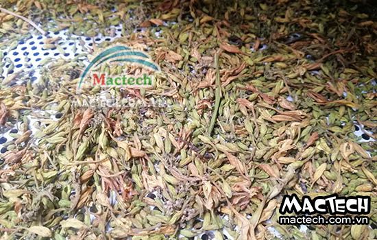 Hoa đu đủ sấy thăng hoa bị thâm đen, nguyên nhân và cách xử lý