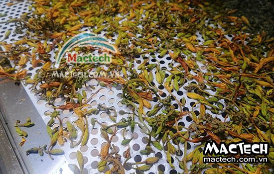 Thời gian sấy khô hoa đủ đủ bằng máy sấy Mactech Việt Nam