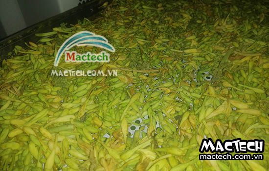 Hoa đu đủ sấy lâu khô, nguyên nhân và hướng khắc phục