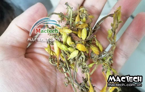 Hoa đu đủ sấy khô nên dùng máy sấy nhiệt, sấy lạnh hay sấy thăng hoa