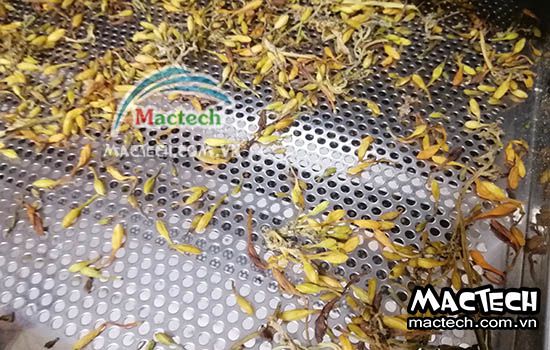 Máy sấy đông khô hoa đủ đủ Mactech, sấy dược liệu chất lượng cao