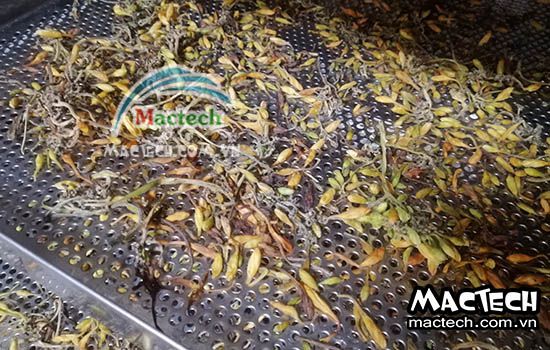 Máy sấy đông khô hoa đủ đủ Mactech, sấy dược liệu chất lượng cao