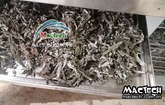 Cách sấy lá gai bằng máy sấy Mactech, hướng dẫn chi tiết