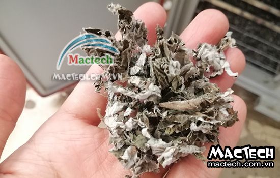 Sấy lá gai nên chọn loại máy sấy nào cho phù hợp