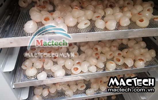 Nhiệt độ và thời gian sấy long vải bằng máy sấy Mactech