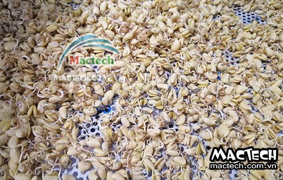 Thời gian sấy mầm đậu nành như thế nào, 5 hay 7 tiếng thì khô