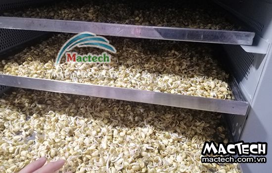 Mầm đậu nành có nên sấy thăng hoa không, tại sao?