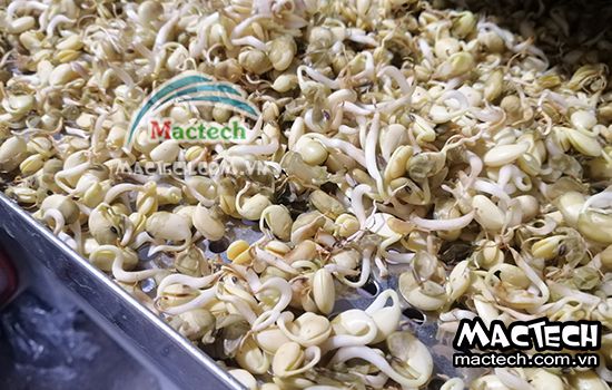 Mầm đậu nành có nên sấy thăng hoa không, tại sao?