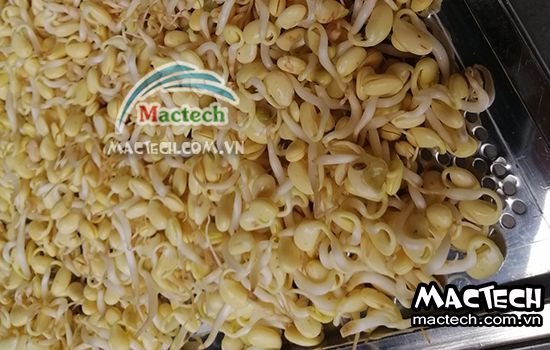 Máy sấy mầm đậu nành Mactech, sấy khô giòn để nghiền bột