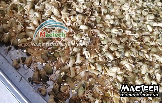 Mầm đậu nành sấy lâu khô, nguyên nhân tại sao và hướng xử lý
