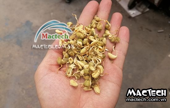 Mầm đậu nành sấy có mùi chua, tìm hiểu nguyên nhân và khắc phục