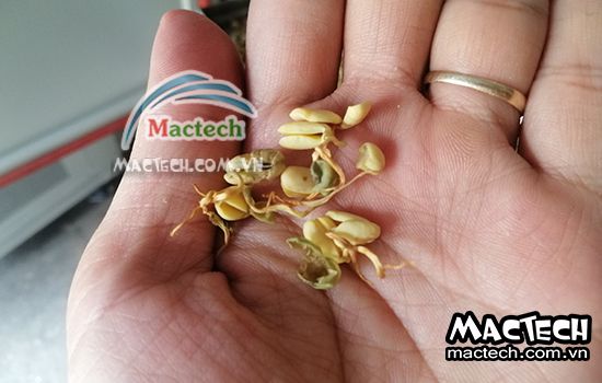 Mầm đậu nành sấy có mùi chua, tìm hiểu nguyên nhân và khắc phục