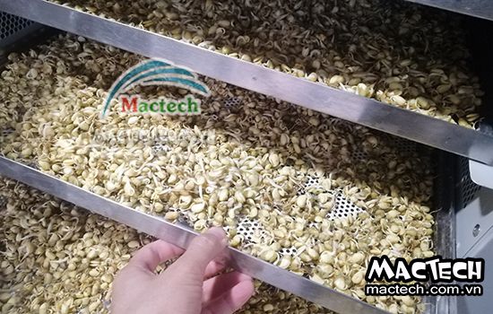 Nhiệt độ sấy mầm đậu nành bao nhiêu là phù hợp