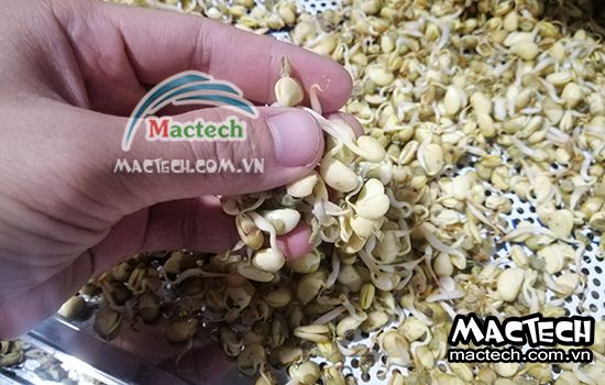 Thời gian sấy mầm đậu nành như thế nào, 5 hay 7 tiếng thì khô