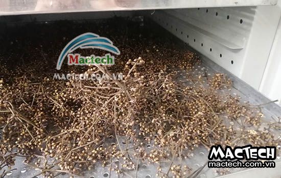 Nụ vối sấy lâu khô, lý do và hướng xử lý tình trạng này