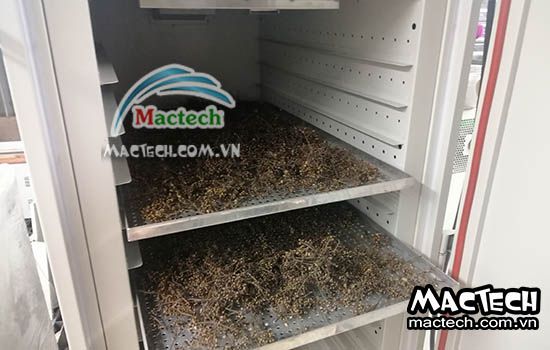 Nhiệt độ sấy nụ vối bằng máy sấy nhiệt và máy sấy lạnh