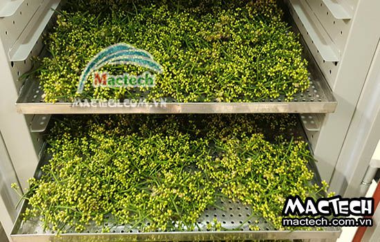 Nụ vối sấy lâu khô, lý do và hướng xử lý tình trạng này